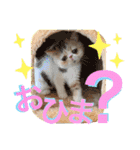 エキゾチックショートヘア♡きのこちゃん♡（個別スタンプ：24）