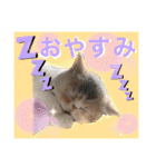 エキゾチックショートヘア♡きのこちゃん♡（個別スタンプ：32）