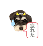 シュナウザー犬のベアテちゃん（個別スタンプ：1）