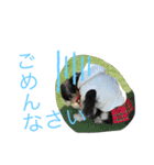 シュナウザー犬のベアテちゃん（個別スタンプ：4）