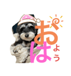 シュナウザー犬のベアテちゃん（個別スタンプ：5）