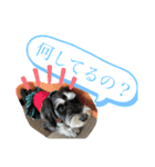 シュナウザー犬のベアテちゃん（個別スタンプ：6）
