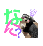 シュナウザー犬のベアテちゃん（個別スタンプ：7）