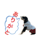 シュナウザー犬のベアテちゃん（個別スタンプ：10）