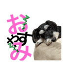 シュナウザー犬のベアテちゃん（個別スタンプ：13）