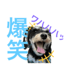 シュナウザー犬のベアテちゃん（個別スタンプ：14）