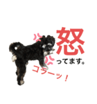 シュナウザー犬のベアテちゃん（個別スタンプ：15）
