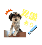 シュナウザー犬のベアテちゃん（個別スタンプ：16）