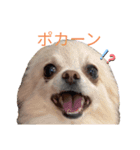 ツナぴよ③（個別スタンプ：4）