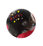 黒ポメしゃん2（個別スタンプ：1）