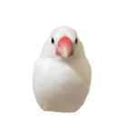 とっっり（個別スタンプ：12）