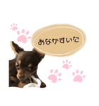 まいにち、ぽんちゃん（個別スタンプ：8）