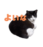 あやちょスタンプくま4（個別スタンプ：6）