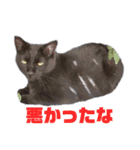 あやちょスタンプくま4（個別スタンプ：7）