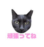あやちょスタンプくま4（個別スタンプ：16）