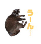 あやちょスタンプくま4（個別スタンプ：18）