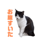 あやちょスタンプくま4（個別スタンプ：20）