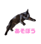 あやちょスタンプくま4（個別スタンプ：21）