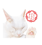 チムLINEスタンプ（個別スタンプ：1）