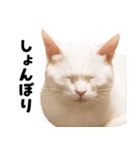 チムLINEスタンプ（個別スタンプ：6）