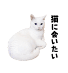 チムLINEスタンプ（個別スタンプ：10）