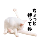 チムLINEスタンプ（個別スタンプ：11）