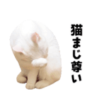 チムLINEスタンプ（個別スタンプ：18）