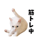 チムLINEスタンプ（個別スタンプ：21）