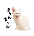 チムLINEスタンプ（個別スタンプ：32）