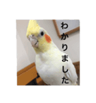 オカメの方愉快な仲間たち（個別スタンプ：1）