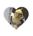 オカメの方愉快な仲間たち（個別スタンプ：3）