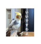 オカメの方愉快な仲間たち（個別スタンプ：5）