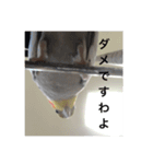 オカメの方愉快な仲間たち（個別スタンプ：7）