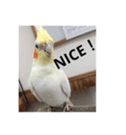 オカメの方愉快な仲間たち（個別スタンプ：8）