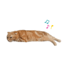 ねこさんかかお（個別スタンプ：4）