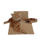 ねこさんかかお（個別スタンプ：5）