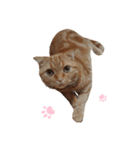 ねこさんかかお（個別スタンプ：6）