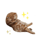 ねこさんかかお（個別スタンプ：7）