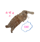 ねこさんかかお（個別スタンプ：8）