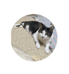 柴犬のペットたち（個別スタンプ：1）