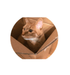柴犬のペットたち（個別スタンプ：4）