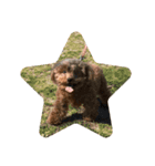 柴犬のペットたち（個別スタンプ：6）