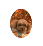 柴犬のペットたち（個別スタンプ：7）