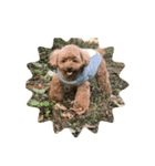 柴犬のペットたち（個別スタンプ：8）