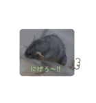ラットスタンプ（個別スタンプ：1）