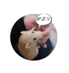 ラットスタンプ（個別スタンプ：4）