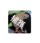 ラットスタンプ（個別スタンプ：6）