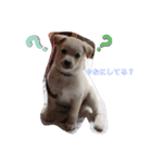 三男坊！（個別スタンプ：4）