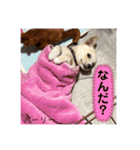 三男坊！（個別スタンプ：13）