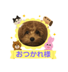 トイプードルのLatte（個別スタンプ：6）